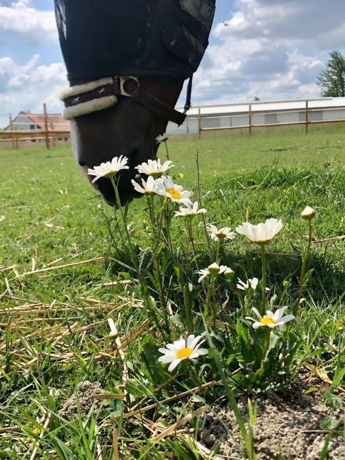 Vendégház Nagybajcsi Lovaspark és Otthon Nagybajcs